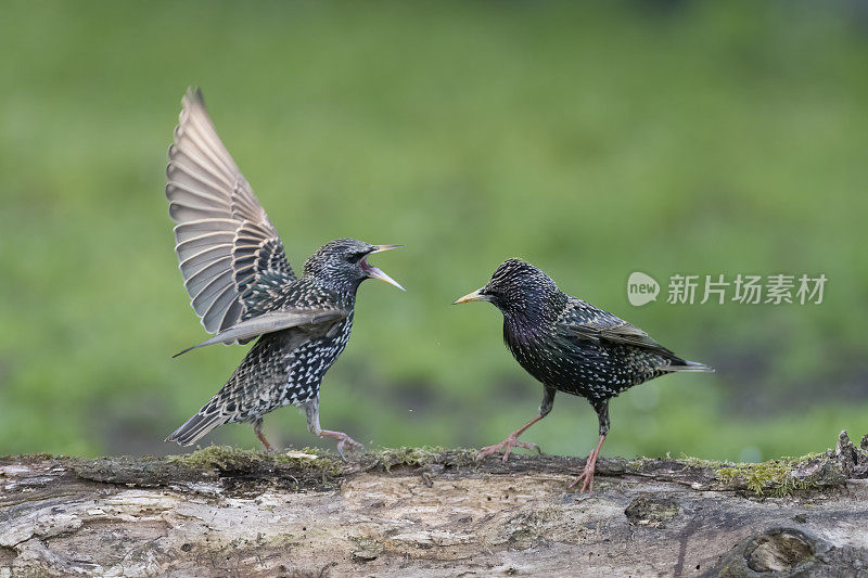 椋鸟打架(Sturnus vulgaris)